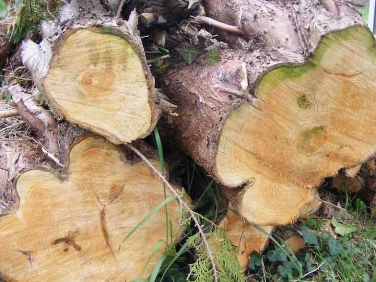 Cut wood logs stacked on grass