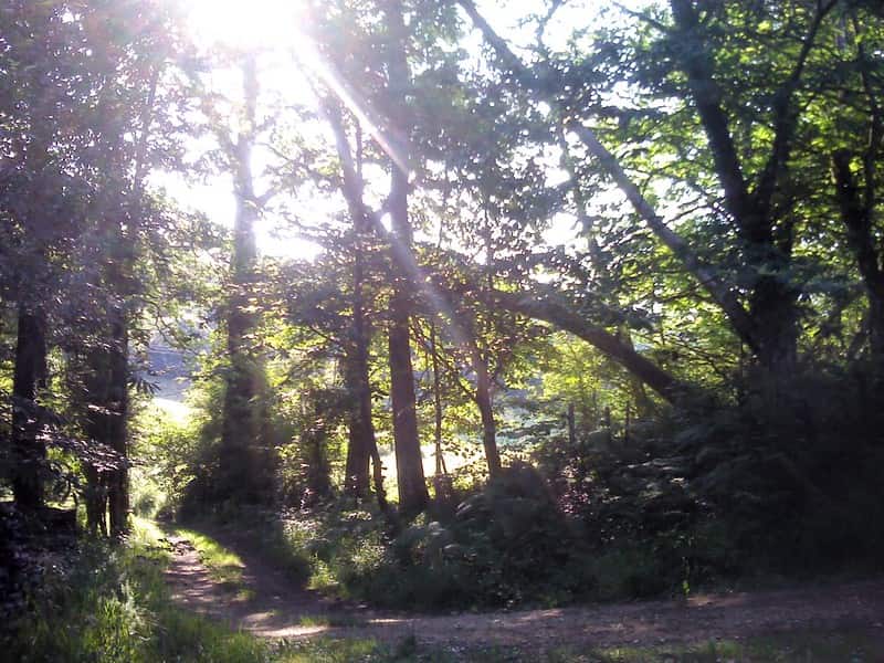 Path through Dordogne forest