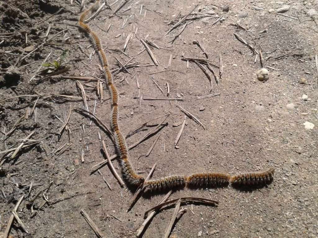 Pine processionary caterpillars move across the ground